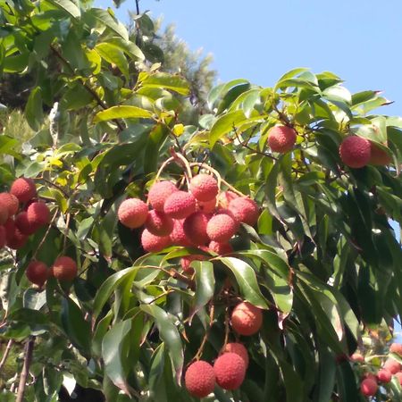 Cortijo del Sidi Motril Exterior foto